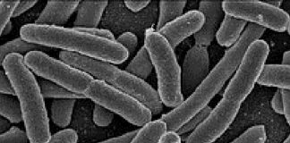 Is A Low Carb Diet Bad For Your Gut Bacteria? gut bacteria, low carb